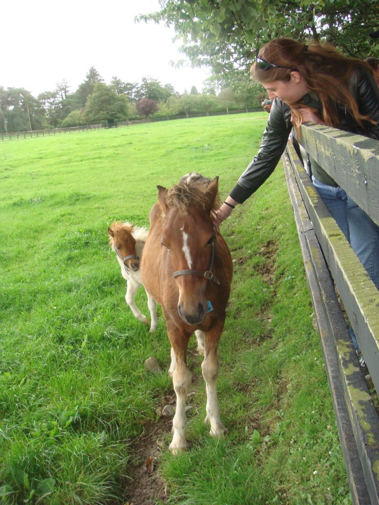 https://stevealcorn.com/wp-content/uploads/sites/5/2021/03/reallysmallhorse-768x1024.jpg